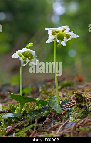 One-flowered pyrola, Woodnymph, One-flowered wintergreen, Single delight, wax-flower (Moneses uniflora), blooming, Germany Stock Photo