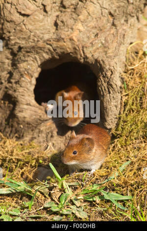 bank vole (Clethrionomys glareolus, Myodes glareolus), two mice comming out a mouse hole, knothole on the ground, Germany, North Rhine-Westphalia Stock Photo