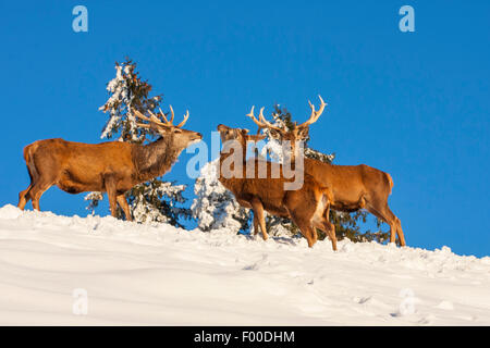 red deer (Cervus elaphus), three red deers in snowy landscape, Switzerland, Sankt Gallen Stock Photo