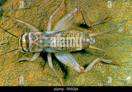 House cricket, Domestic cricket, Domestic gray cricket (Acheta domesticus, Acheta domestica, Gryllulus domesticus), sits on a stone covered with lichens, Germany Stock Photo