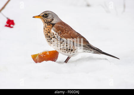 fieldfare (Turdus pilaris), on the feed in snow, Switzerland, Sankt Gallen Stock Photo