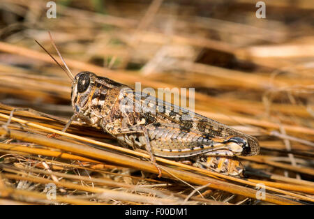 Italian locust (Calliptamus italicus, Calliptenus cerisanus), female, Italy Stock Photo