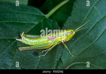small gold grasshopper (Chrysochraon brachypterus, Euthystira brachyptera), female on a leaf, Germany Stock Photo