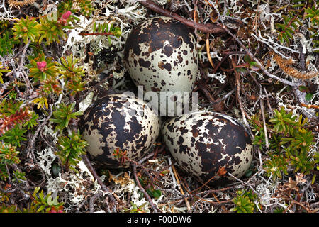 European golden plover (Pluvialis apricaria), well camouflaged eggs in the nest on the graound, Belgium Stock Photo