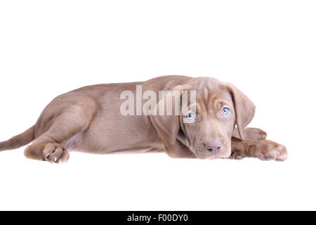 Cute brown pup laying down isolated on a white background Stock Photo