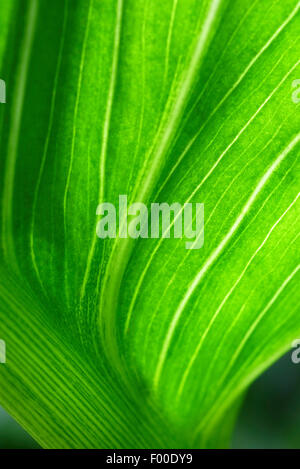 green lily leaf in garden Stock Photo