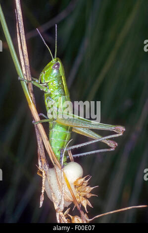 small gold grasshopper (Chrysochraon brachypterus, Euthystira brachyptera), female laying eggs, Germany Stock Photo