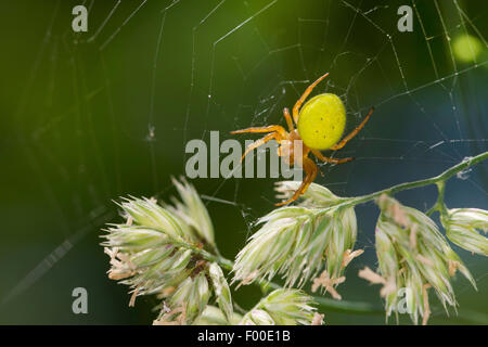 Gourd spider, Pumpkin spider (Araniella cucurbitina oder Araniella opistographa), in its web at grass ears, Germany Stock Photo