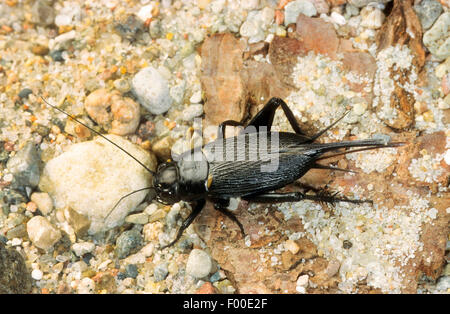 Two-spotted cricket, Mediterranean field cricket, African field cricket (Gryllus bimaculatus), female Stock Photo