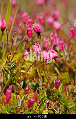 wild cranberry, bog cranberry, small cranberry, swamp cranberry (Vaccinium oxycoccos, Oxycoccus palustris), blooming, Germany Stock Photo