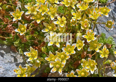 Mossy Saxifrage (Saxifraga bryoides), blooming, Germany Stock Photo