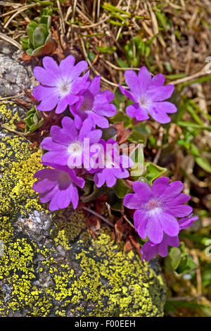 Entire-leaved primrose (Primula integrifolia), blooming, Switzerland Stock Photo