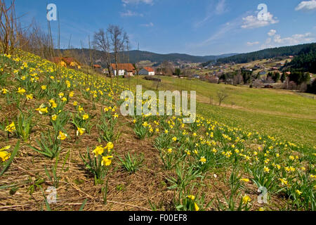 common daffodil (Narcissus pseudonarcissus), blooming in a meadow, Germany Stock Photo