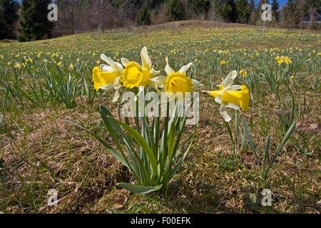 common daffodil (Narcissus pseudonarcissus), blooming in a meadow, Germany Stock Photo