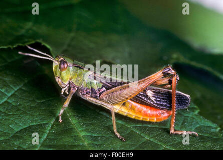 Black-spotted grasshopper (Stenobothrus nigromaculatus, Chorthippus nigromaculatus), male, Germany Stock Photo