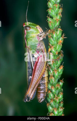 Black-spotted grasshopper (Stenobothrus nigromaculatus, Chorthippus nigromaculatus), male on an infructescence, Germany Stock Photo