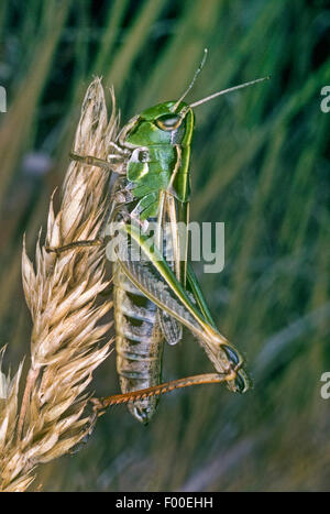 Black-spotted grasshopper (Stenobothrus nigromaculatus, Chorthippus nigromaculatus), female at a grass ear, Germany Stock Photo