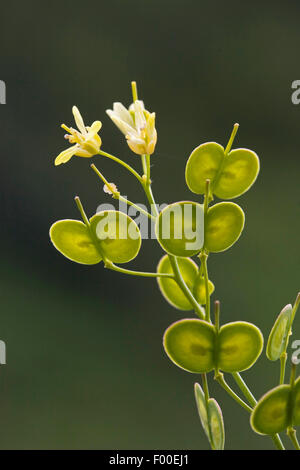 Buckler mustard (Biscutella laevigata, Biscutella valentina var. laevigata), with flowers and fruits, Germany Stock Photo