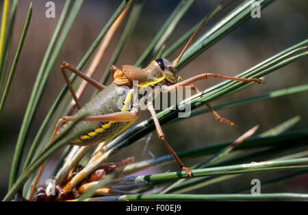 Common saddle-backed bushcricket, tizi (Ephippiger ephippiger, Ephippigera ephippiger, Ephippigera vitium), male, Germany Stock Photo