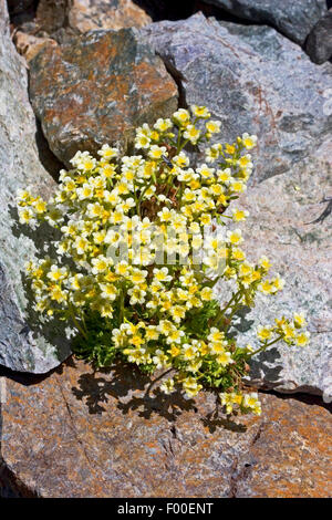 Musky saxifrage (Saxifraga moschata, Saxifraga exarata ssp. moschata), blooming between rocks, Germany Stock Photo