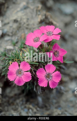 Peacock-eye Pink, Peacock eye Pink, Grass rose pink (Dianthus pavonius), blooming in a rock crevice, Italy Stock Photo