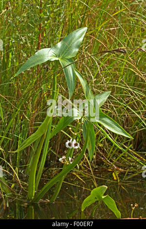 arrowhead (Sagittaria sagittifolia), blooming, Germany Stock Photo