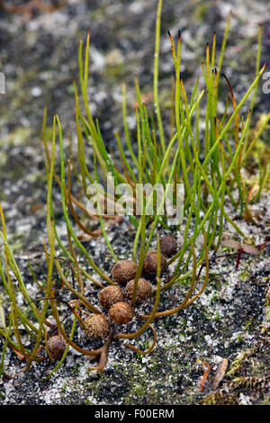 pillwort (Pilularia globulifera), with sporocarps, Germany Stock Photo