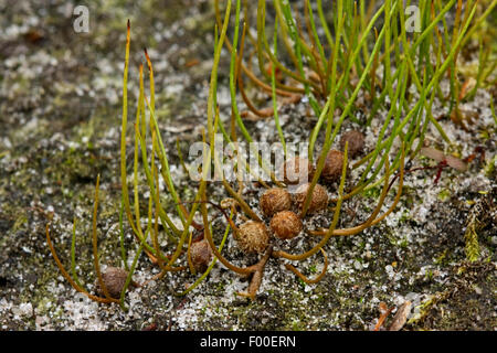 pillwort (Pilularia globulifera), with sporocarps, Germany Stock Photo