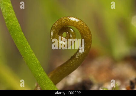 pillwort (Pilularia globulifera), development of a leaf, Germany Stock Photo
