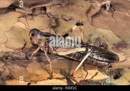 desert locust (Schistocerca gregaria), on bark Stock Photo