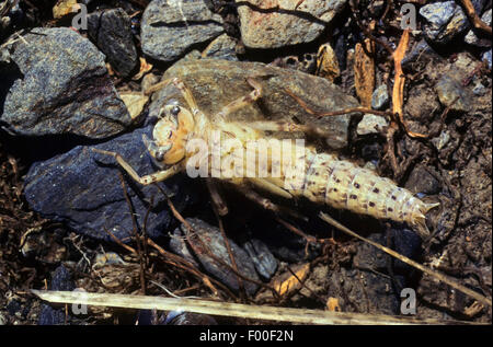 golden-ringed dragonfly (Cordulegaster boltoni, Cordulegaster boltonii, Cordulegaster annulatus), larva, Germany Stock Photo