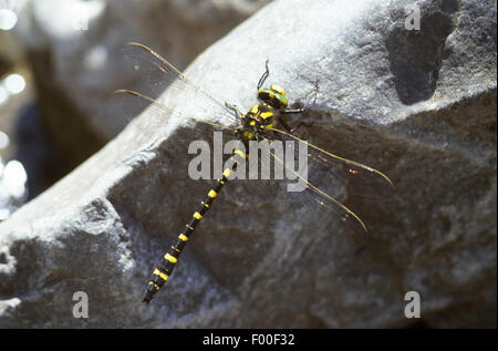 golden-ringed dragonfly (Cordulegaster boltoni, Cordulegaster boltonii, Cordulegaster annulatus), male, Germany Stock Photo