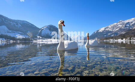 mute swan (Cygnus olor), two swans swim on Lake Grundel in winter, Austria, Styria Stock Photo