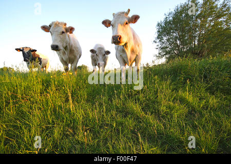 domestic cattle (Bos primigenius f. taurus), curious cows on grassland, Belgium Stock Photo