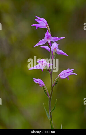 Red helleborine (Cephalanthera rubra), inflorescence, Germany Stock Photo