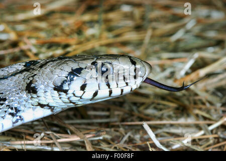 ladder snake (Elaphe scalaris, Rhinechis scalaris), portrait Stock Photo