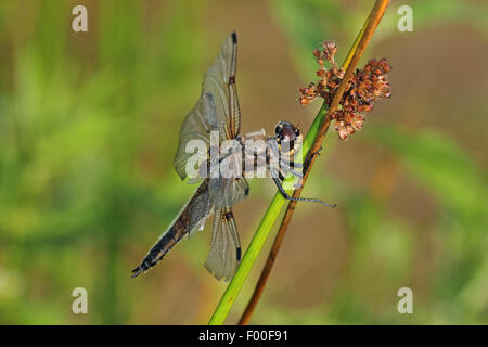 four-spotted libellula, four-spotted chaser, four spot (Libellula quadrimaculata), on a rush, Germany Stock Photo