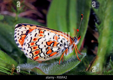 Glanville fritillary (Melitaea cinxia, Mellicta cinxia), on a leaf, Germany Stock Photo