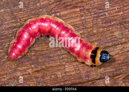 Goat Moth (Cossus cossus), caterpillar feeds on wood, Germany Stock Photo