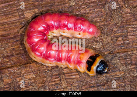 Goat Moth (Cossus cossus), caterpillar feeds on wood, Germany Stock Photo