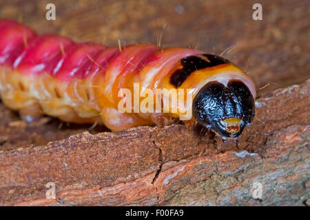 Goat Moth (Cossus cossus), caterpillar feeds on wood, portrait, Germany Stock Photo