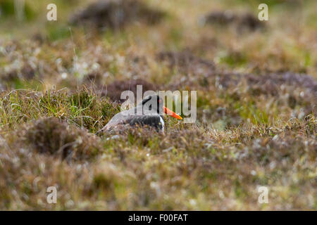 Eurasian Oystercatcher Haemantopus ostralegus adult sitting nest in rain Stock Photo