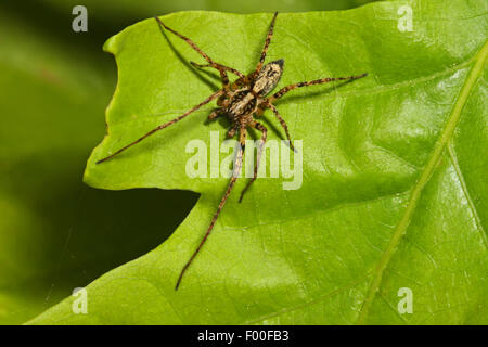 buzzing spider (Anyphaena accentuata), male, spider of the year 2015, Germany Stock Photo