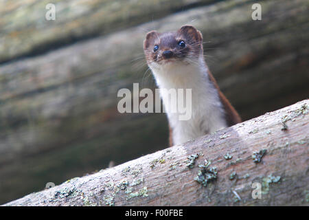 least weasel (Mustela nivalis), on a woodpile, portrait, Belgium Stock Photo