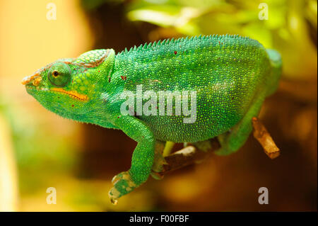 Panther chameleon (Furcifer pardalis, Chamaeleo pardalis), in a terrarium Stock Photo