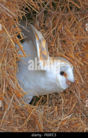 Barn owl (Tyto alba), between two hay bales in a barn, side view, Belgium Stock Photo