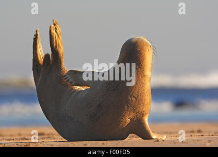 gray seal (Halichoerus grypus), sunbathing on the beach and looking out, United Kingdom Stock Photo