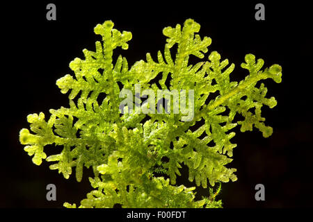 Handsome Woollywort, Liverwort (Trichocolea tomentella), in front of black background, Germany Stock Photo