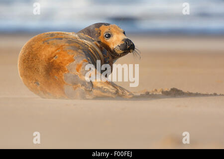 gray seal (Halichoerus grypus), juvenile grey seal lying at sand drifts on the beach , United Kingdom Stock Photo