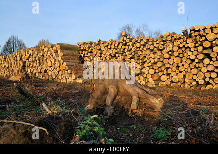 pile of wood and tree snag, Germany, North Rhine-Westphalia, Ruhr Area, Castrop-Rauxel Stock Photo